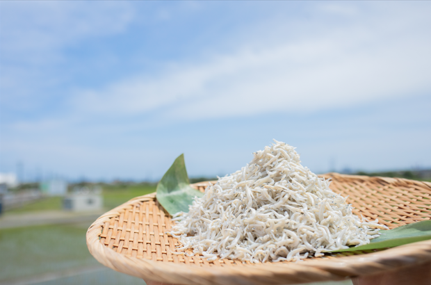 【予約販売開始!2026年新物!ご家族用6パック】一度も冷凍していないふっくら釜揚げしらす150gの6パックセット