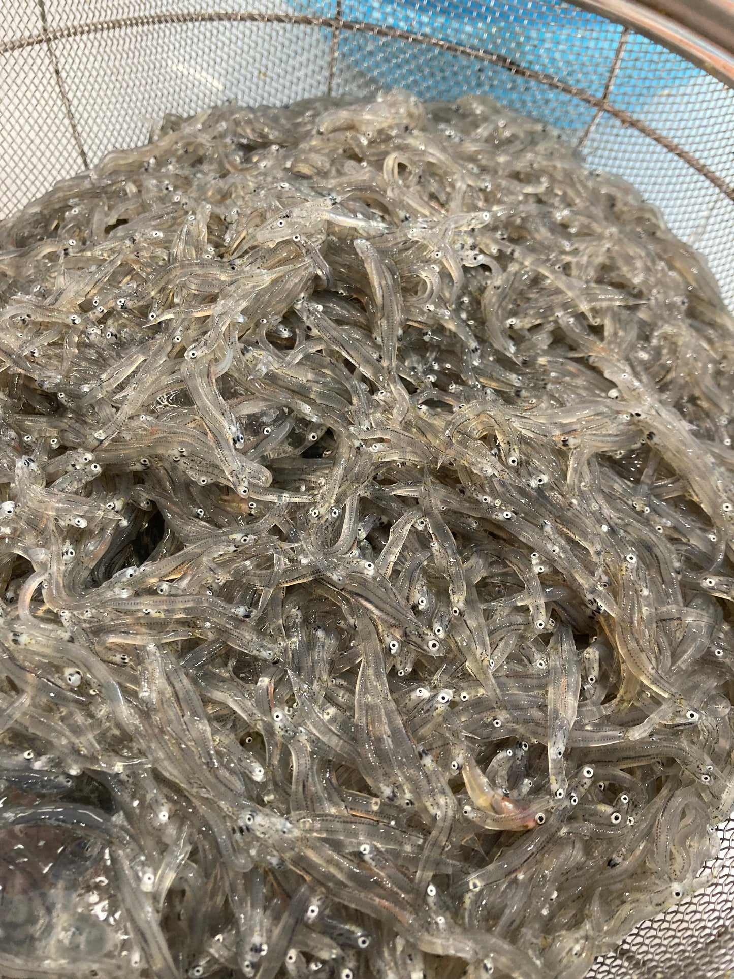 【とれたてを急速冷凍！新鮮】生しらす100g